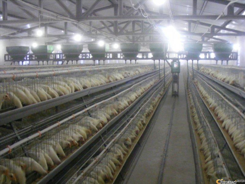 階梯式全自動喂料機