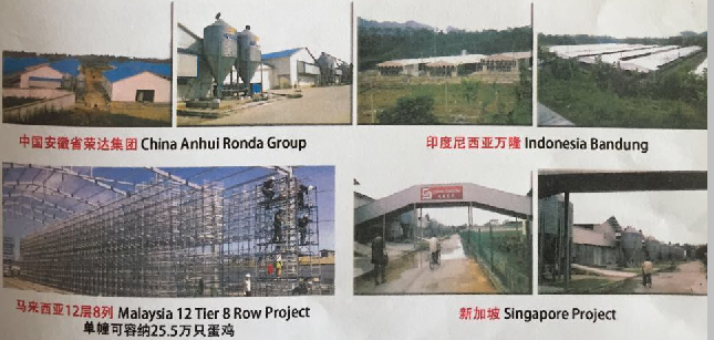 蛋雞建設(shè)工程